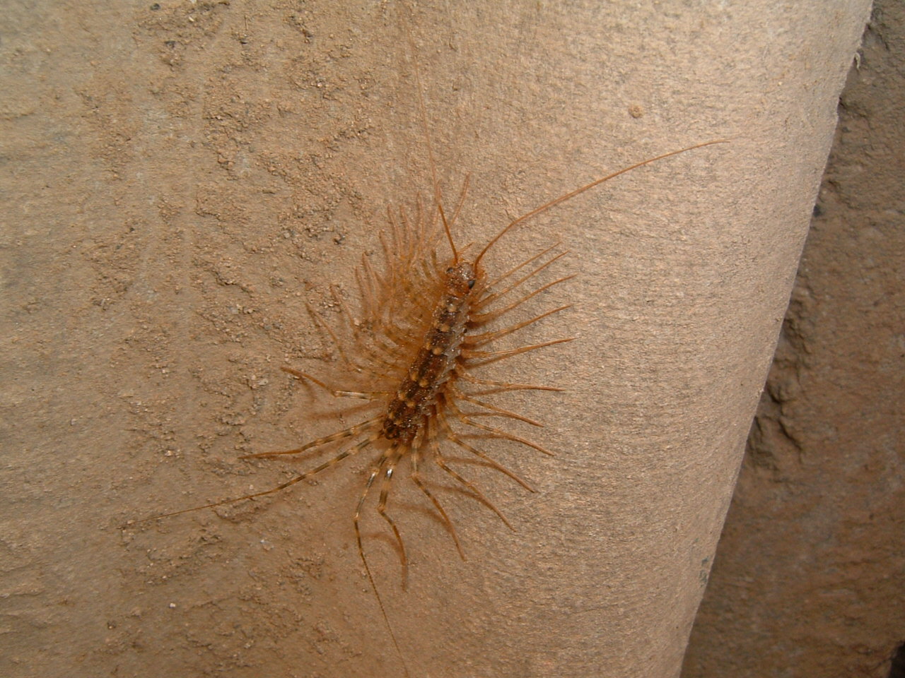  p>草鞋底为 a target="_blank" href="/item