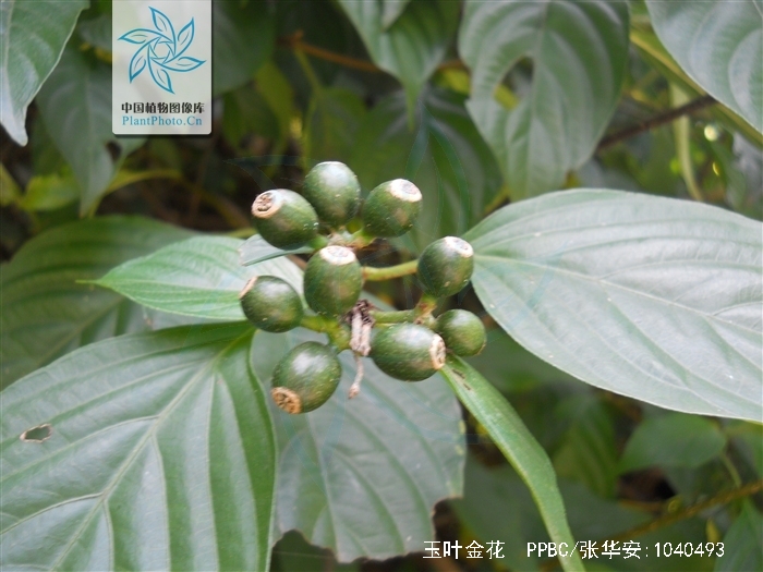 玉叶金花(原变型)
