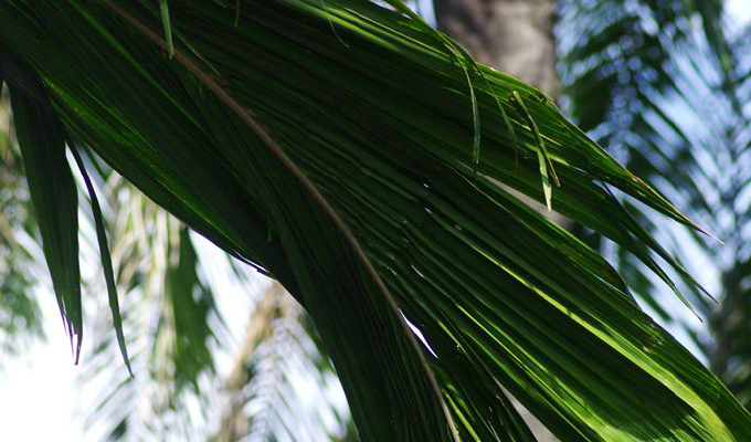  p>油棕属(学名:elaeis jacq), a href="#" data-lemmaid="1709680">