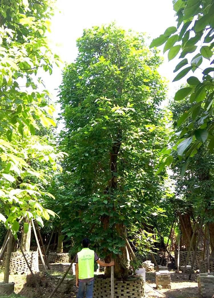  p>秋枫(学名: i>bischofia javanica /i> bl.