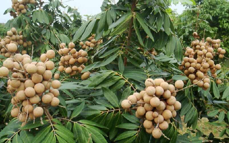 是无患子科龙眼属植物.