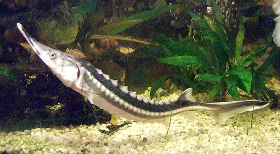  p>闪光鲟(学名: i>acipenser stellatus /i>)是鲟科,鲟属鱼类.