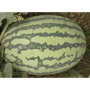  p>天福2号,中晚熟西瓜品种.该品种通过审定,适宜天津市保护地栽培.