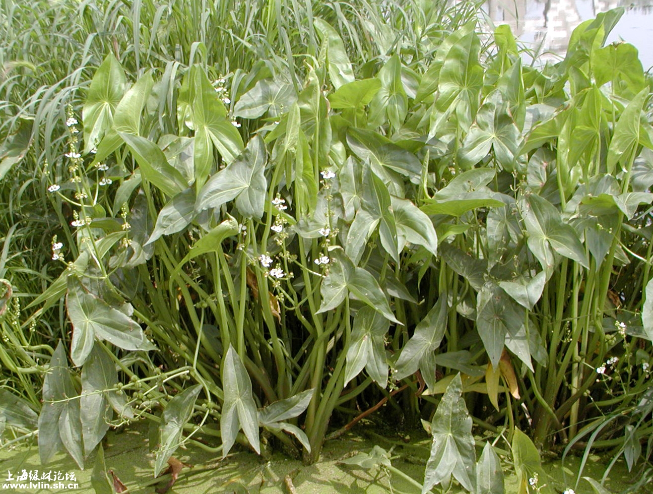  p>能在水中生长的植物,统称为水生植物.