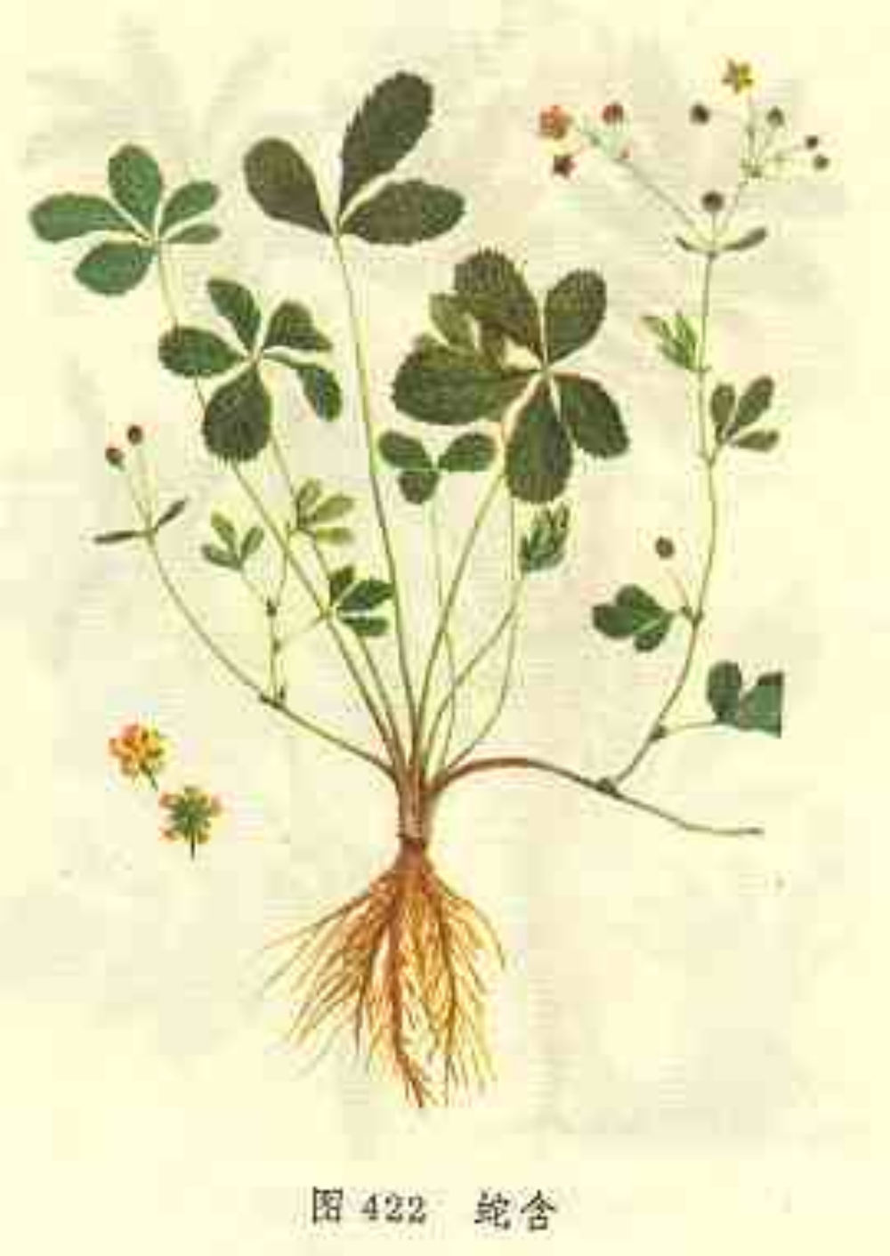  p>蛇衔又称蛇衔草,是多年生草本的一种中草药. /p>