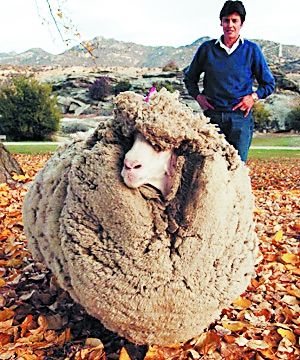  p data-id="go0dvda3bx">绵羊史莱克,是新西兰一只17岁大的绵羊6日被