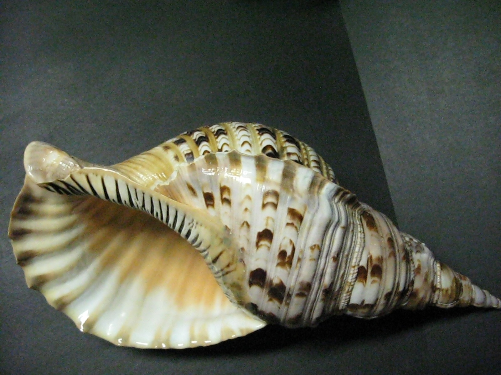  p> a target="_blank" href="/item/万宝螺/4857348" data-lemmaid="