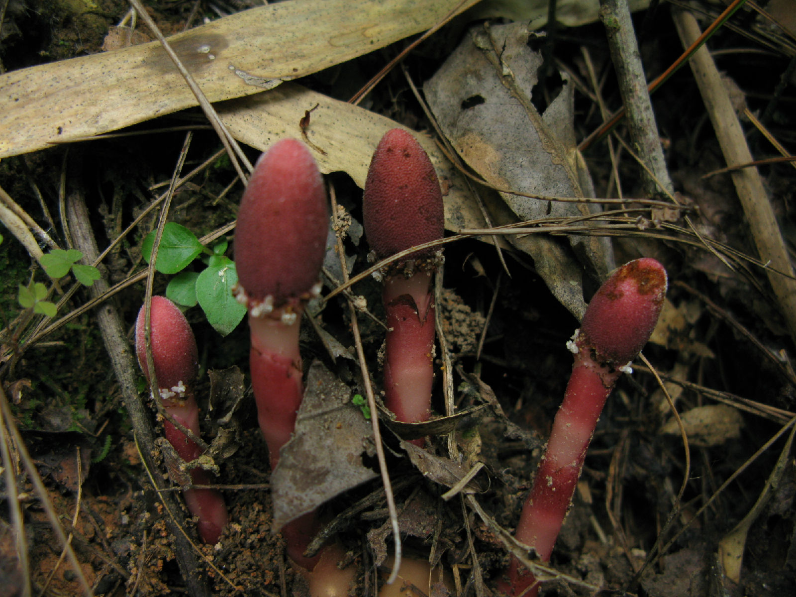 蛇菰科蛇菰属草本植物,高15厘米.