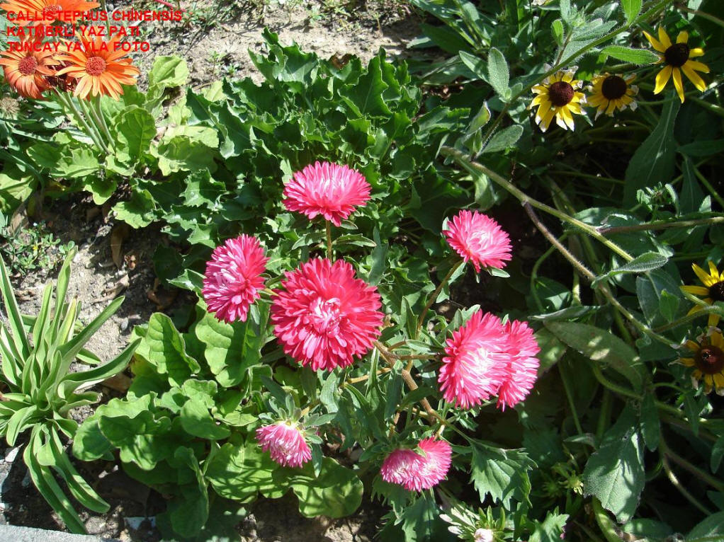  p>翠菊(学名: i>callistephus chinensis /i> (l.