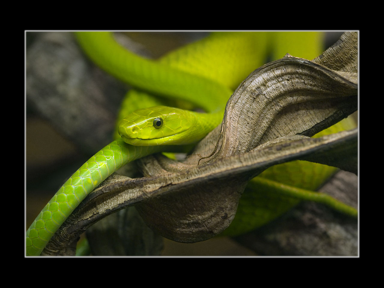  p>曼巴蛇属, a href="#" data-lemmaid="5594120">眼镜蛇科 /a>的一