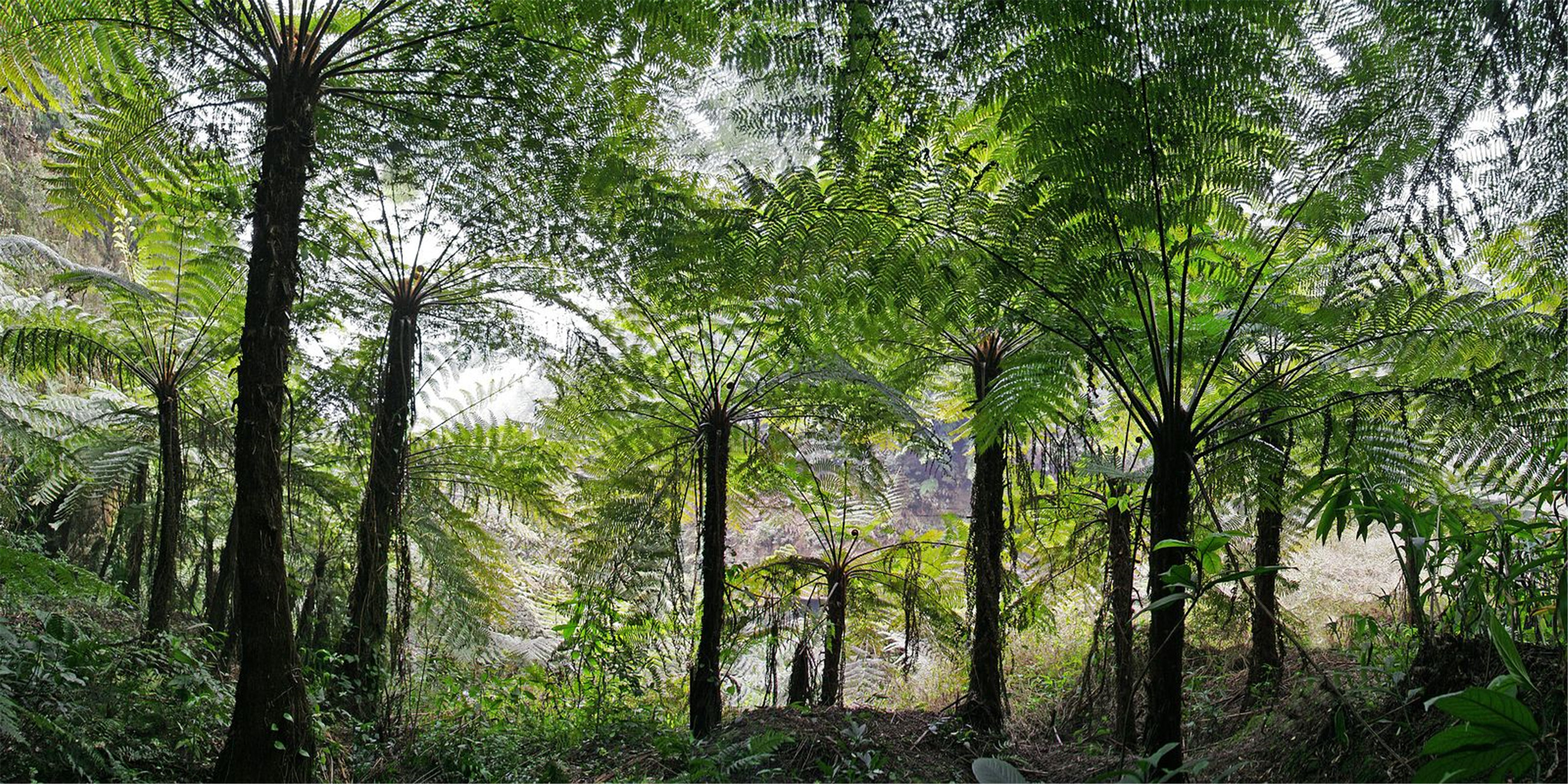 ex hook.) r. m. tryon