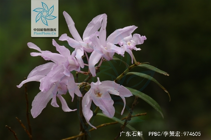  p>广东石斛(学名: i>dendrobium wilsonii   /i>rolfe ): a target="