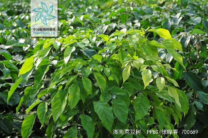  p>海南菜豆树(学名: i>radermachera hainanensis /i> merr.