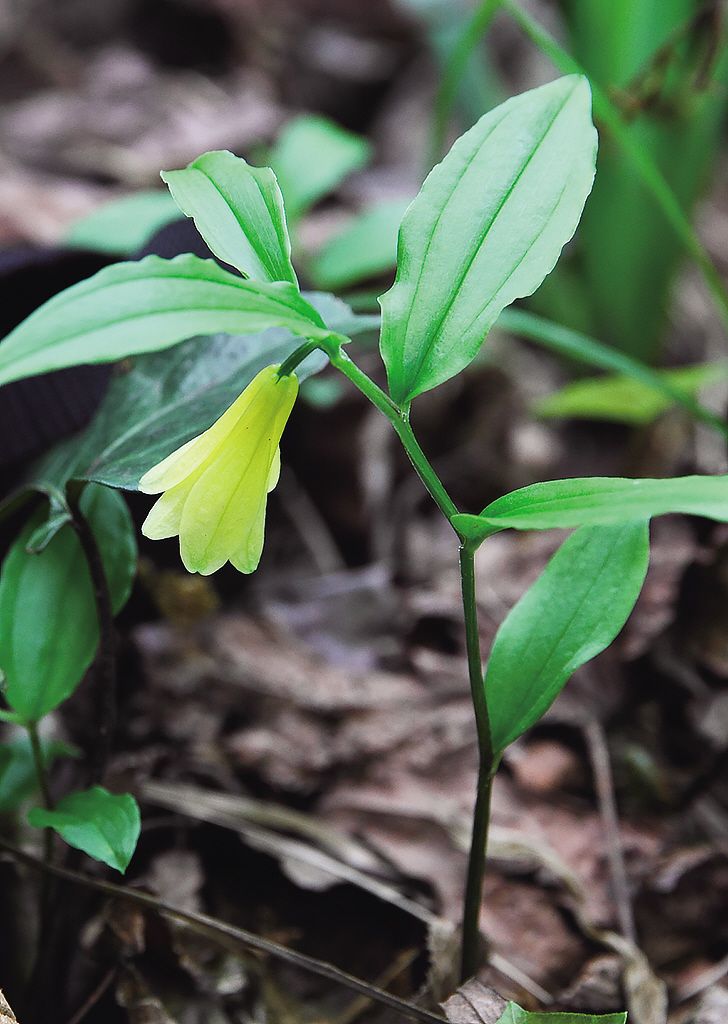  p>宝珠草是百合科 a href="#" data-lemmaid=