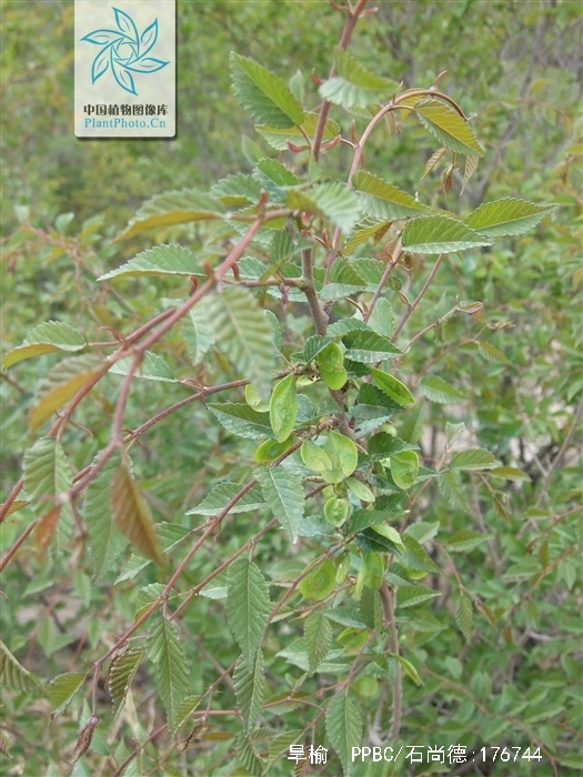  p>旱榆(学名: i>ulmus glaucescens /i> franch.