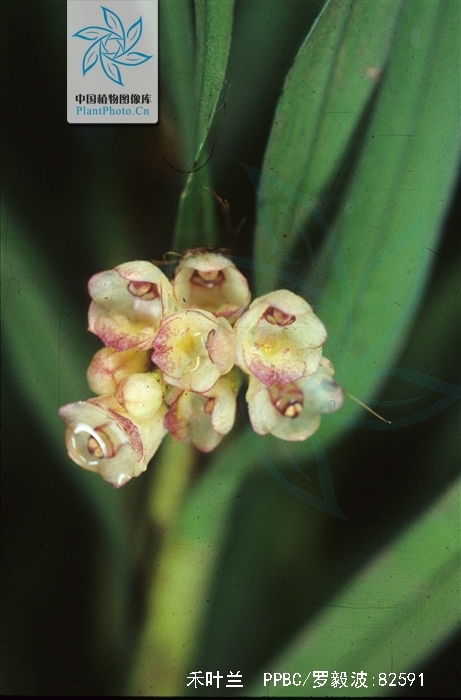 agrostophyllum callosum rchb. f.