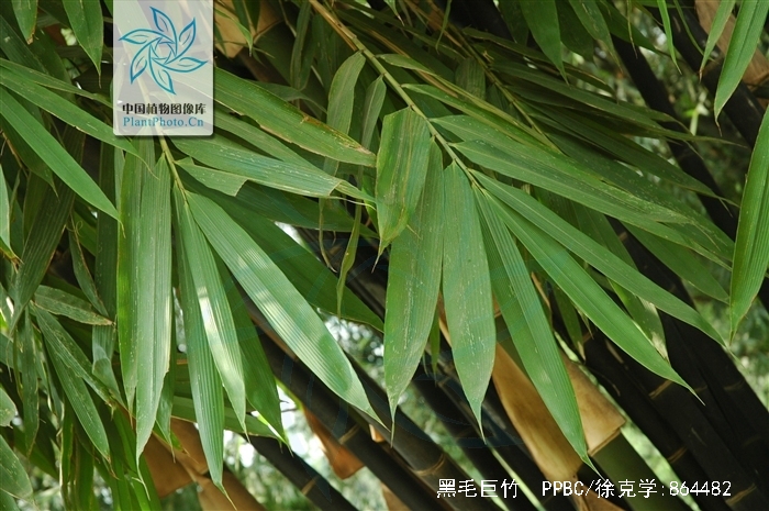 gigantochloa nigrociliata (buse) kurz