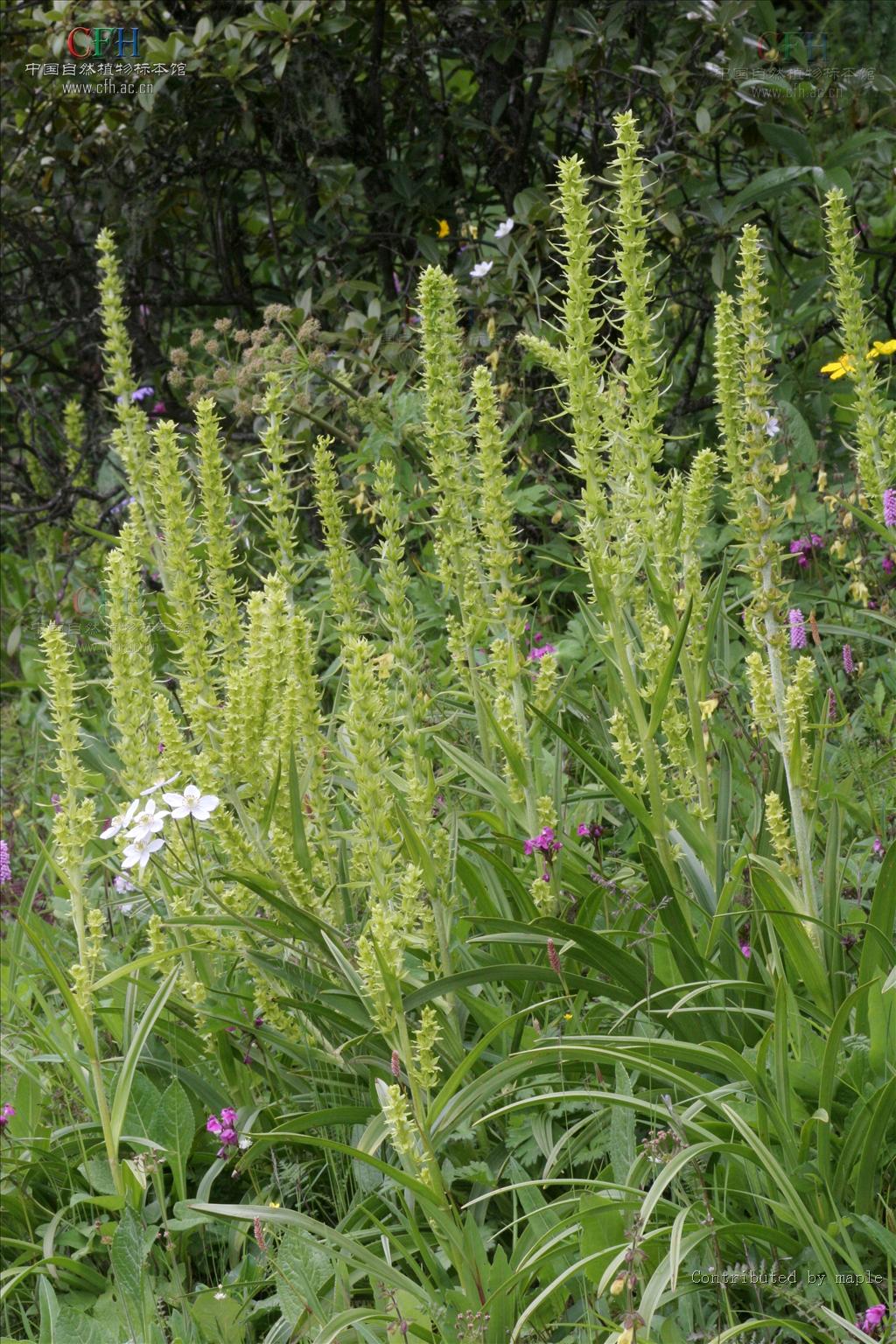  p>狭叶藜芦(学名: i>veratrum stenophyllum /i> diels)是百合科藜芦