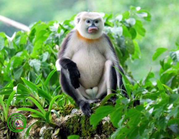  p>越南金丝猴(学名: i>rhinopithecus avunculus /i>):头体长51-65