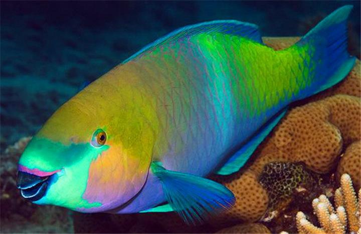 俗名鸵背大鹦嘴鱼,青浪,双曼公