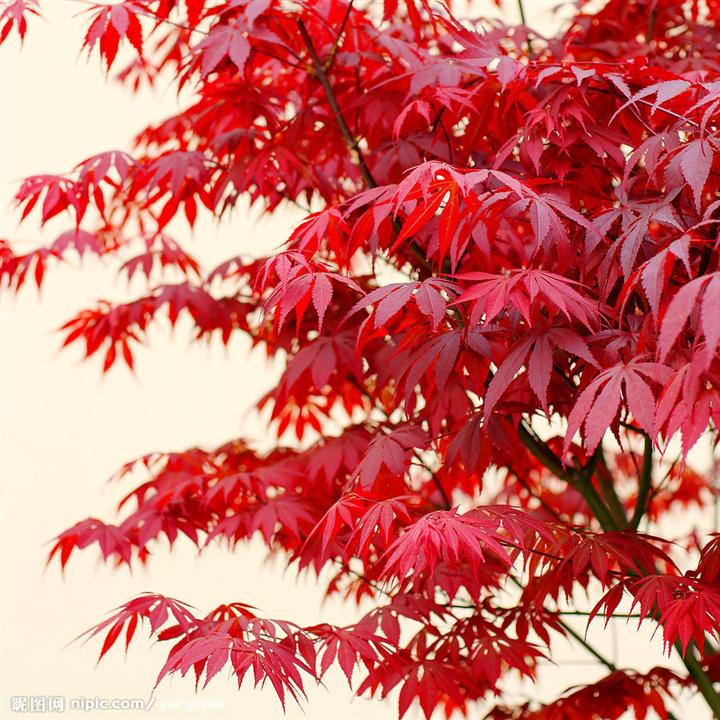 acer palmatum atropurpureum