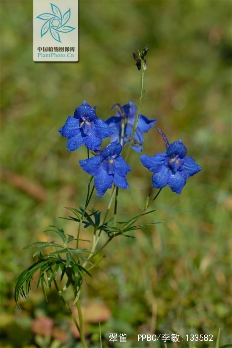  p>翠雀(学名: i>delphinium grandiflorum  /i>l.