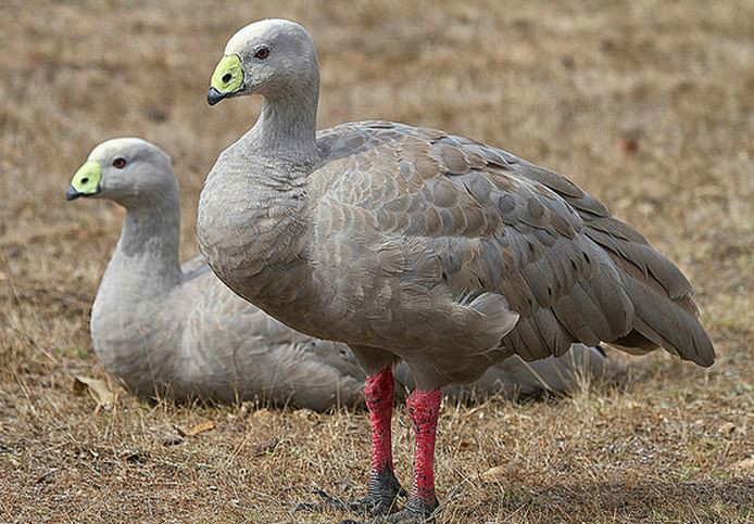 (学名: i>cereopsis novaehollandiae /i>)是澳洲南部一种大型的鹅