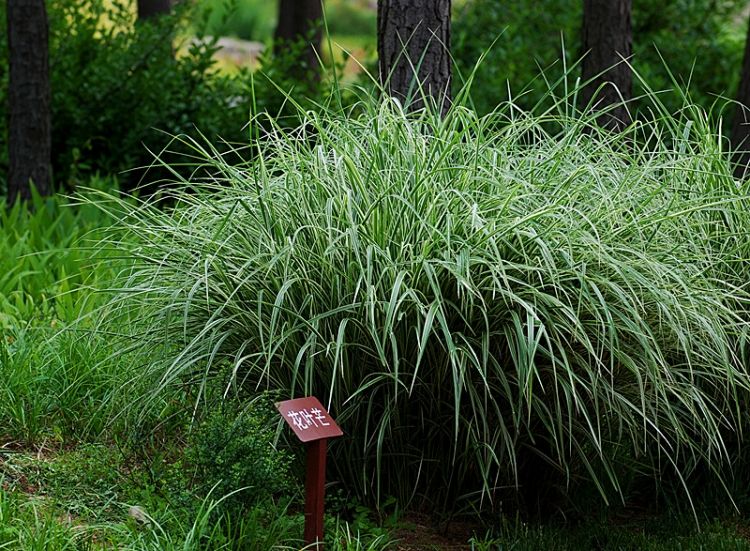 花叶芒