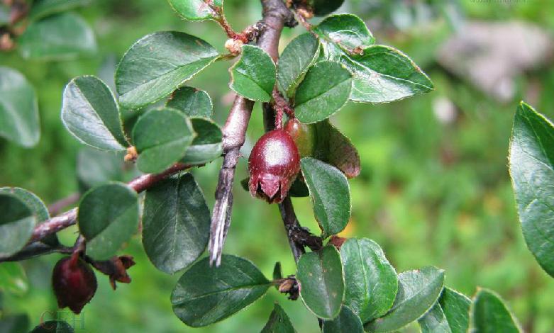 是蔷薇科栒子属植物,常绿灌木,高达4米;枝条开展,小枝灰褐色至黑褐色