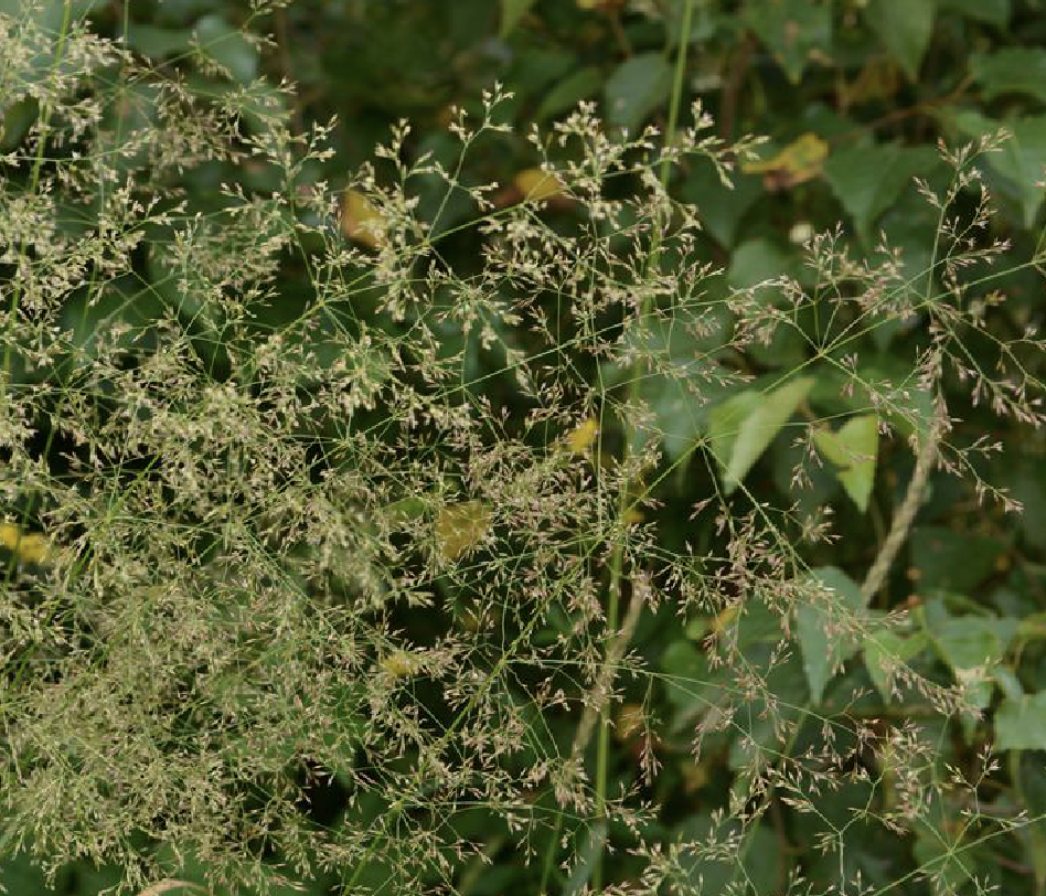 ">巨序剪股颖( i>agrostis gigantea /i> roth)是禾本科剪股颖属植物