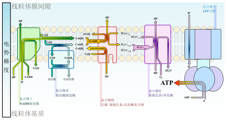 线粒体彩图图片