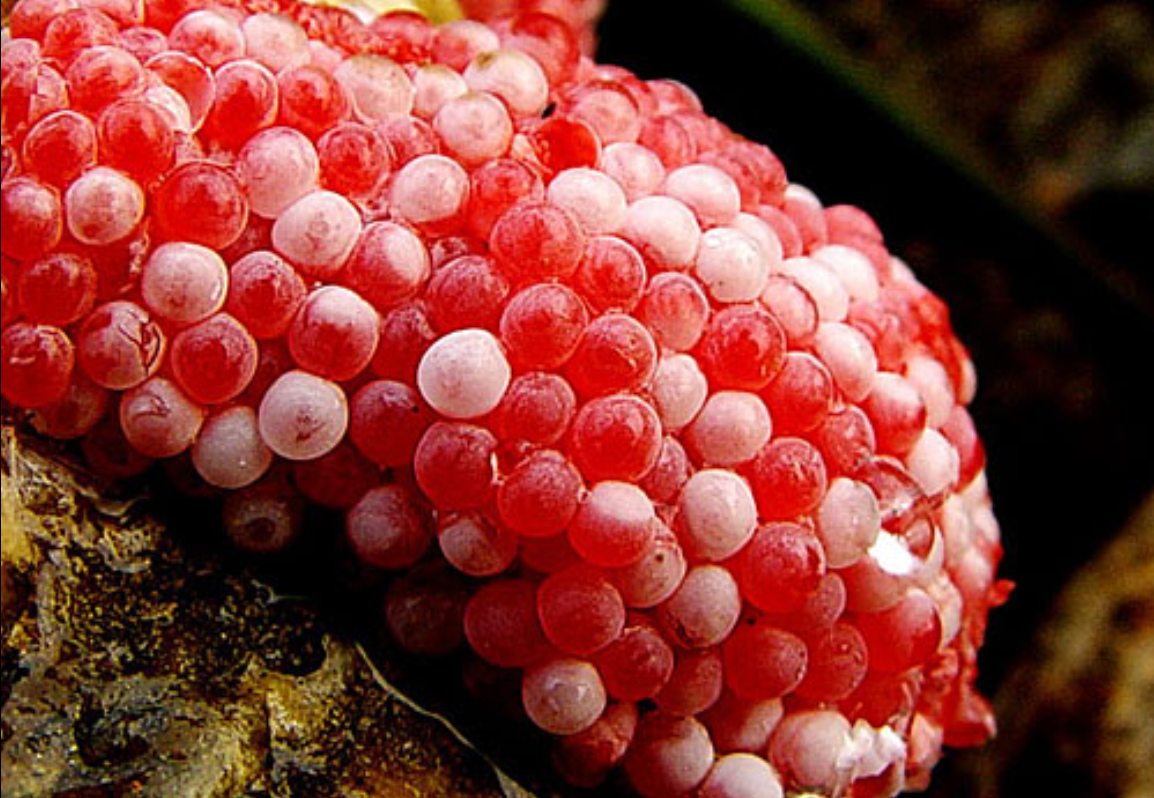 data-id="go0n2t87w0">卵生动物(ovipara)是指用产卵方式繁殖的动物