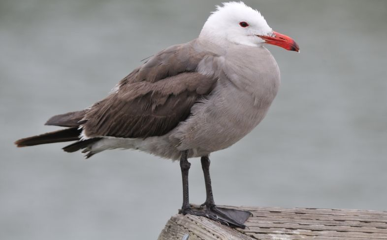  p>红嘴灰鸥(学名: i>larus heermanni /i>)是鸥科,鸥属的一种鸟类.