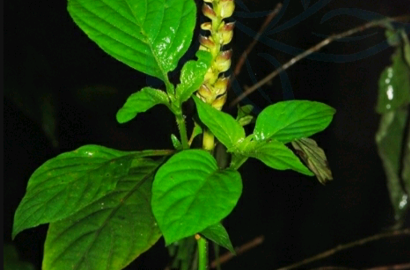  p> b>紫苞野靛棵 /b>(学名: b> i>mananthes latiflora /i> /b>)为 a