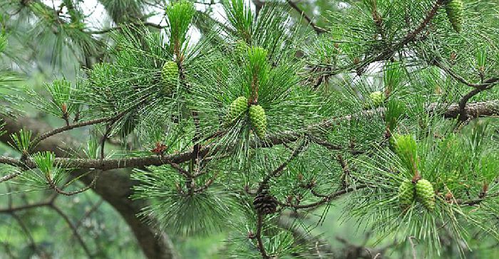  p>大别山五针松(学名: i>pinus dabeshanensis /i> cheng et law )是