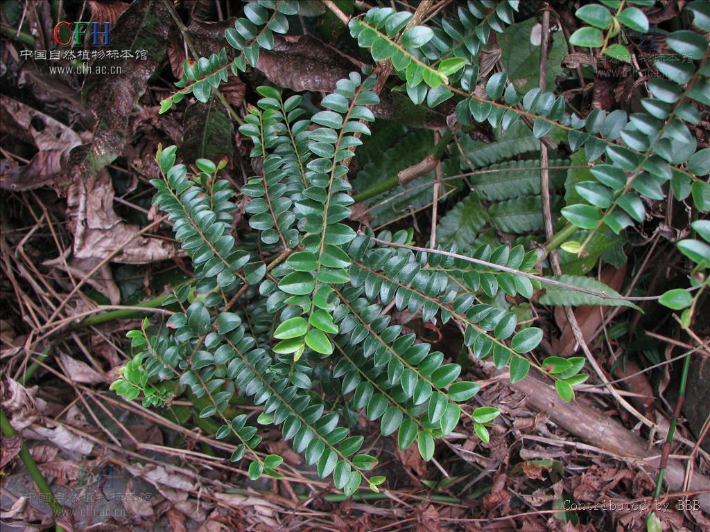  p>酸藤子( a href="#" data-lemmaid="8074290">学名 /a>:embelia