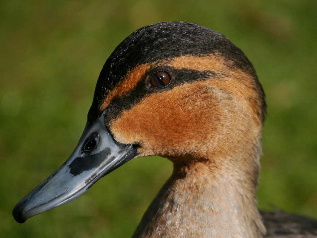  p>棕颈鸭(学名: i>anas luzonica /i>)属鸭科 a target="_blank"