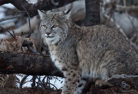  p>短尾猫(学名: b> i>lynx rufus /i> /b>)是分布在 a href="#" data