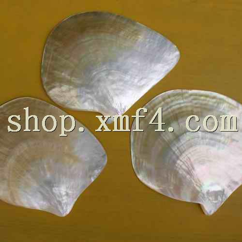  p>中等大小,壳很薄,并凸起,每个瓣的口下方是有散发状凹槽的三角形状