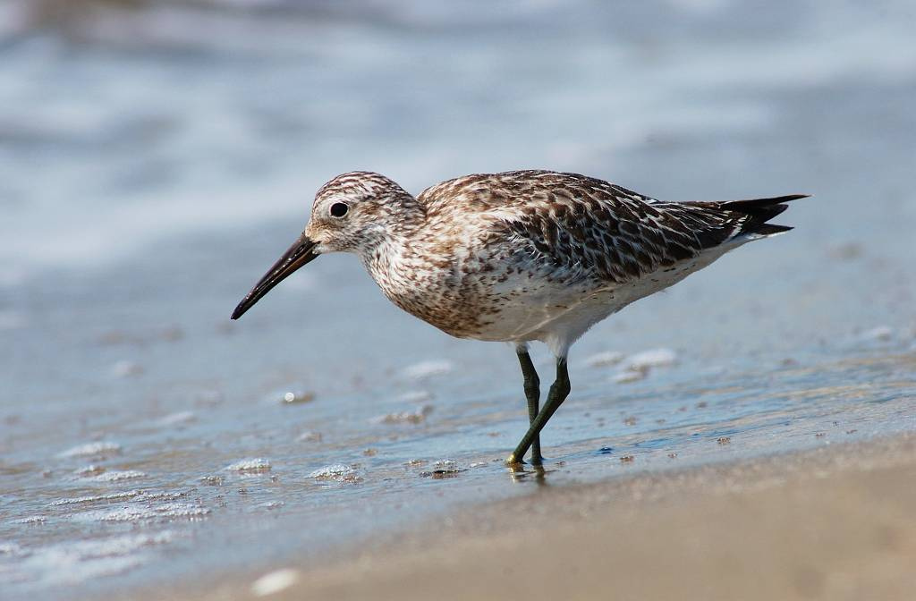  p>大滨鹬(学名: i>calidris tenuirostris /i>)是鹬科滨鹬属鸟类.