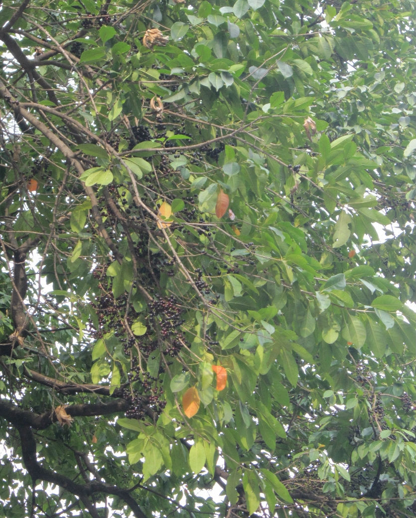  p>水翁属(学名:cleistocalyx blume)乔木植物.叶对生,羽状脉较疏.