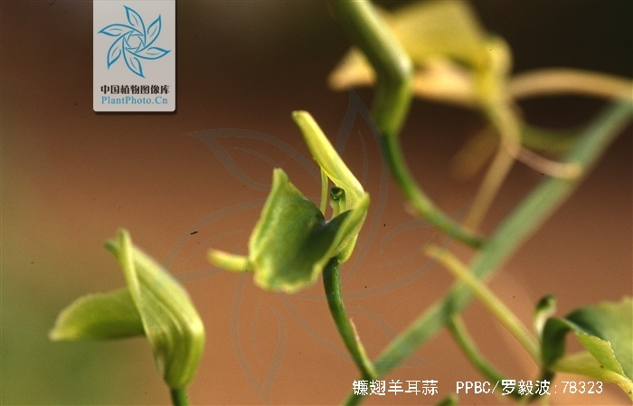 是 a href="#">兰科羊耳蒜属 /a>植物,附生草本.