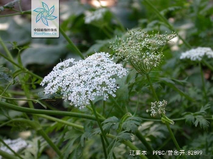  p>辽藁本(学名: i>ligusticum jeholense /i> (nakai et kitagawa)