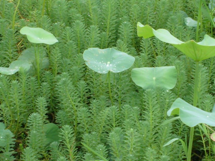 p>狐尾藻(学名: i>myriophyllum verticillatum /i>  l.