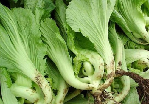  p>芥菜(学名: i>brassica juncea /i>   (l.) czern. et coss.