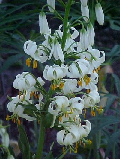  p>欧洲百合(学名: i>lilium martagon /i>  l.