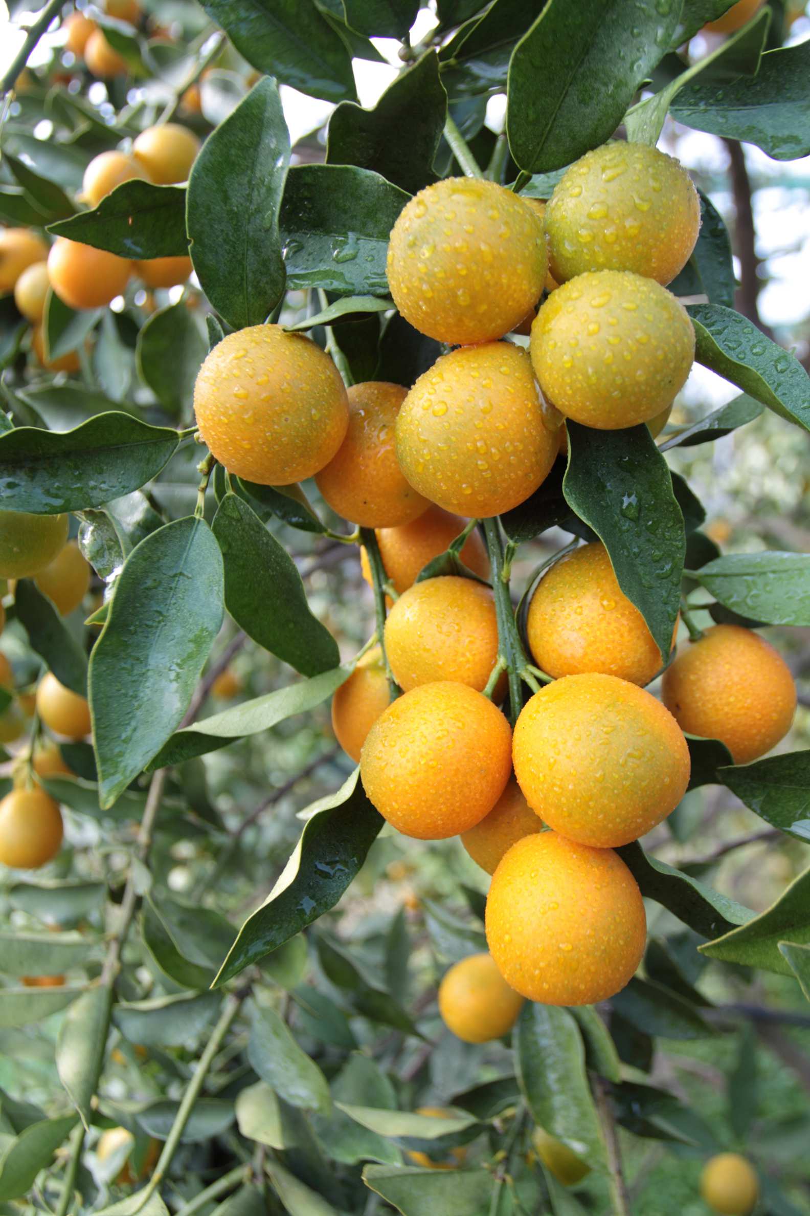  p>尤溪金柑, a href="#" data-lemmaid="122534">福建省 /a> a href=