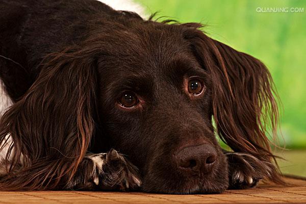  p>沙克犬,又称猎羚犬或拉伯狩猎犬或波斯灵提或者沙路奇猎犬.