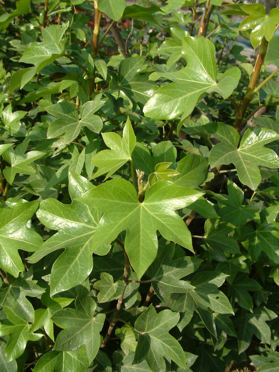 走马芹