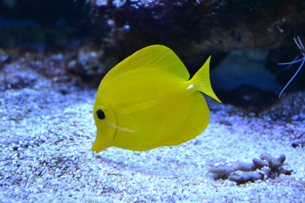 zebrasoma flavescens